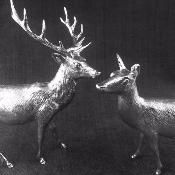 Silver Stag and Hind