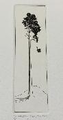q MALCOLM APPLEBY Signed Limited Edition Engraving 'SCOTS PINE'